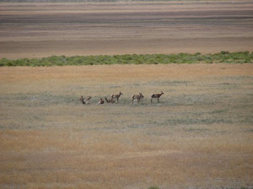 Pronghorn in Spring Lake